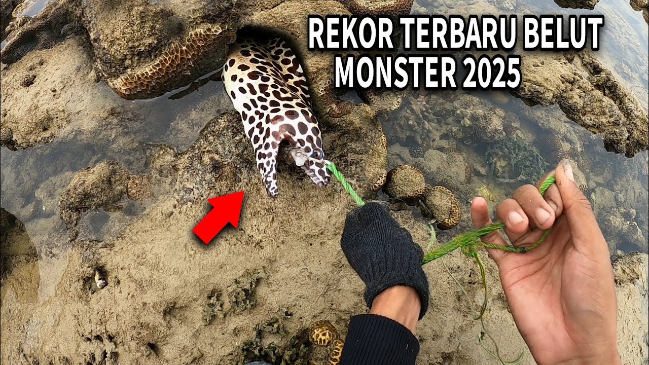 REKOR TERBARU !! BELUT MONSTER INI NGAMUK SAAT DI PANCING - Giant moray eel