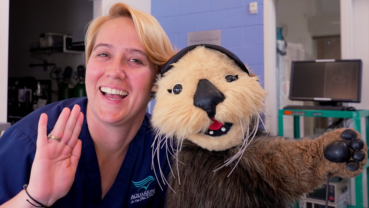 Elsie's Checkup | The Pacific Pals