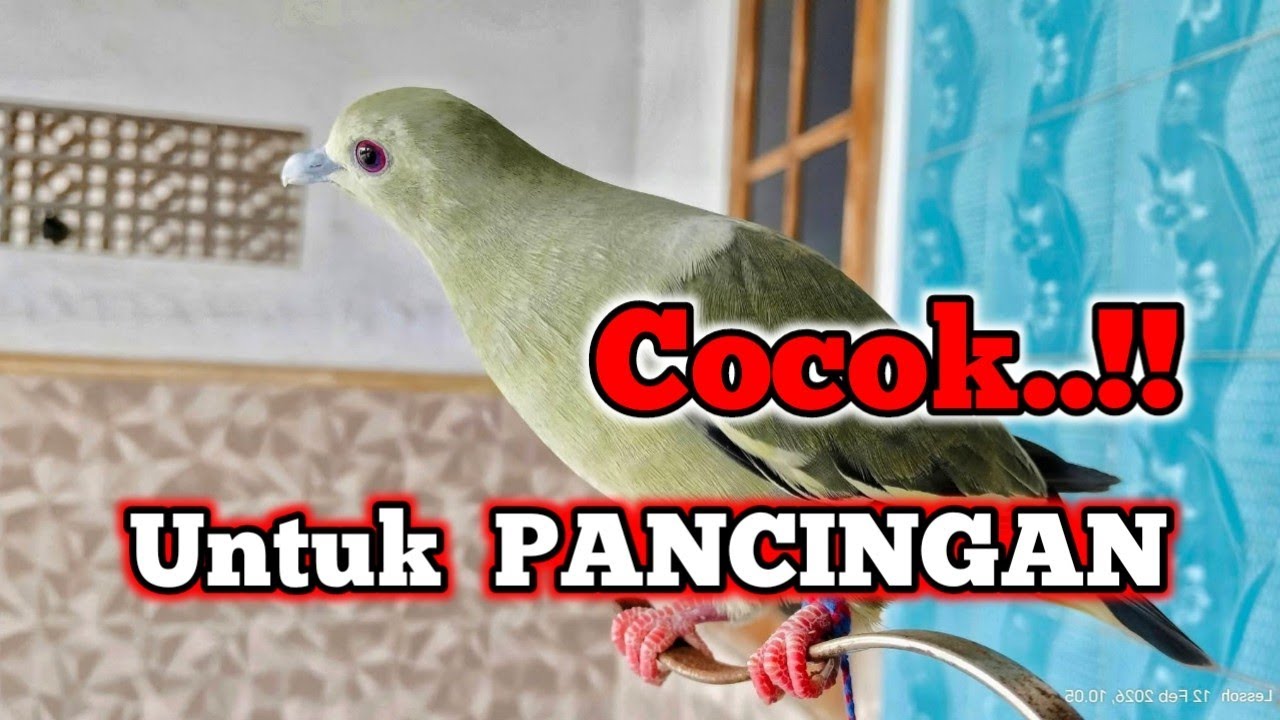 Suara burung punai gacor