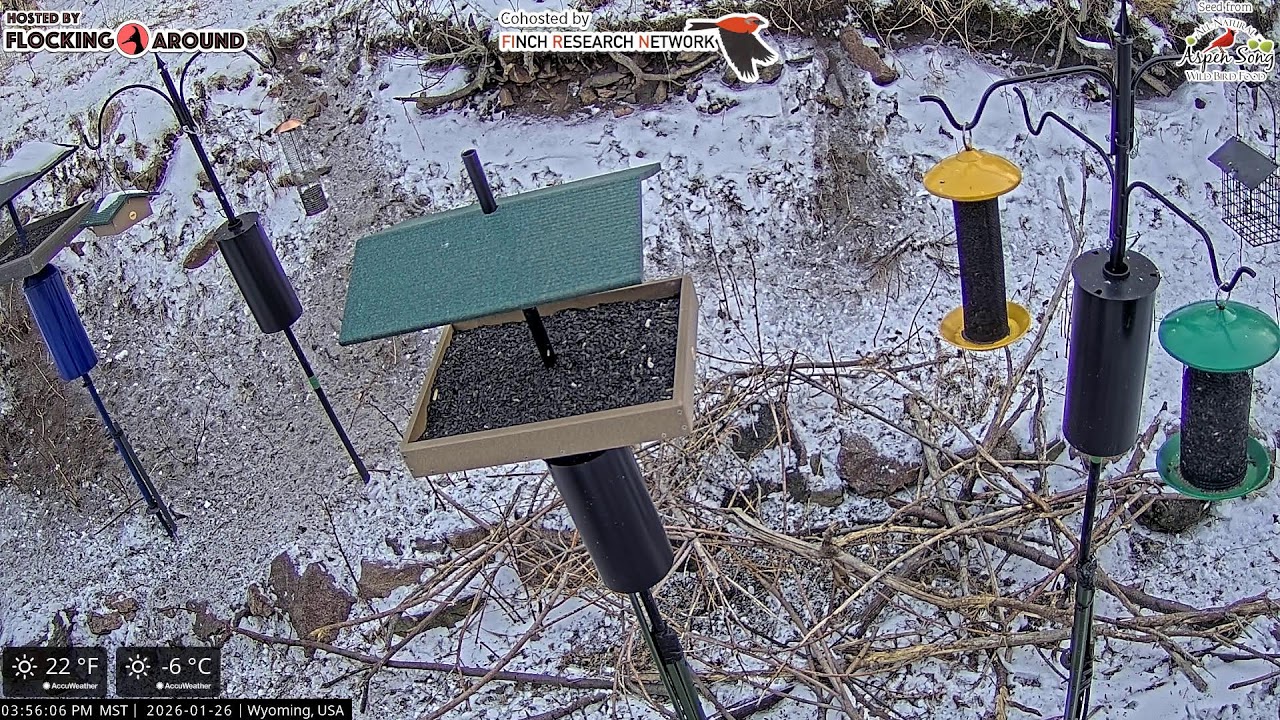 2026-01-26 - Flocking Around - Casper, WY - Live Stream Bird Feeder Cam