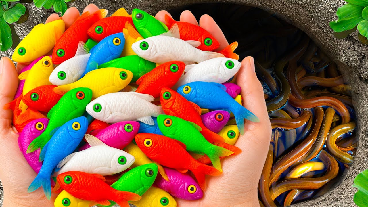 Catch Beautiful Aquarium Fish in Giant Colorful Egg, Baby Turtle, Molly Fish, Pencil Fish, Eel, Carp
