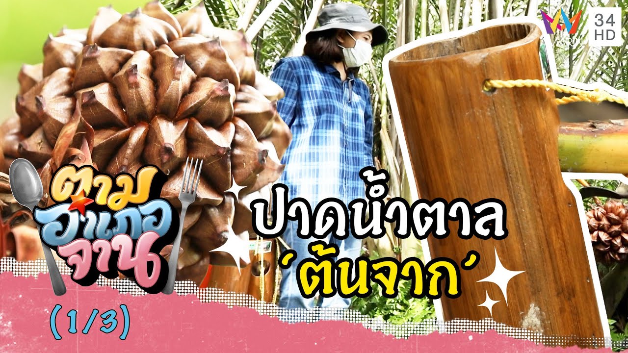 เข้าป่าจากเรียนรู้การปาดน้ำตาลจาก 'ต้นจาก' จ.นครศรีธรรมราช | ตามอำเภอจาน | 16 ต.ค.64 (1/3)