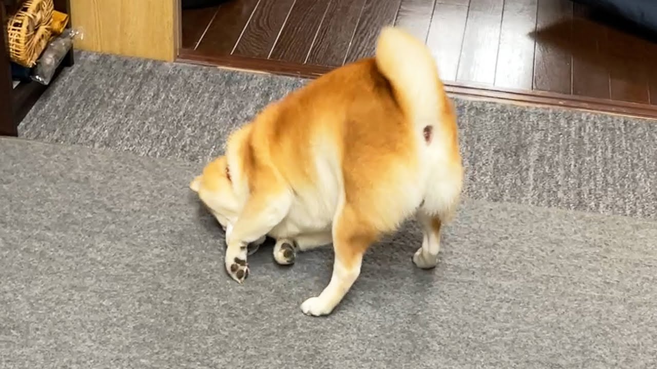Shibe forcibly teaches hierarchy to new carpet