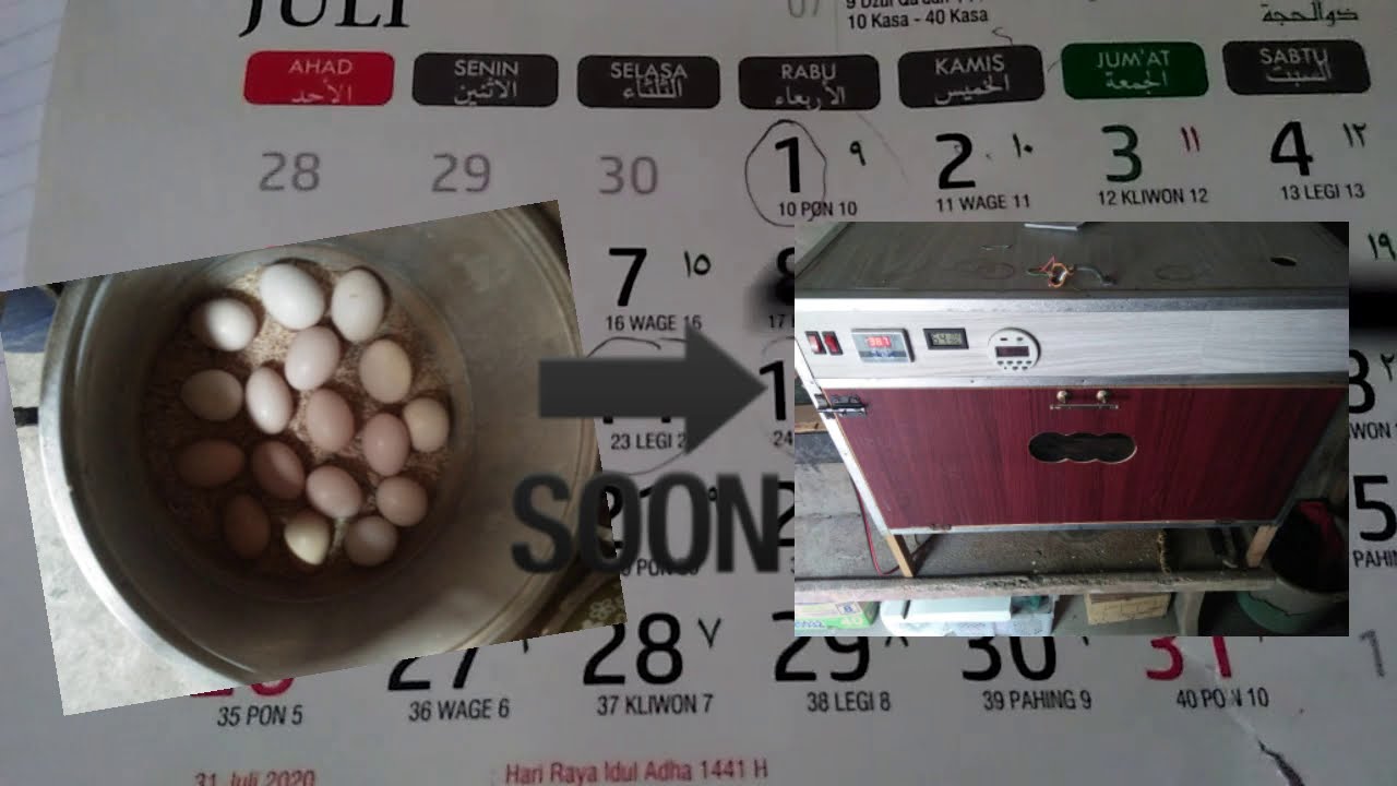 Waktu yang tepat memasukan telur ke mesin tetas