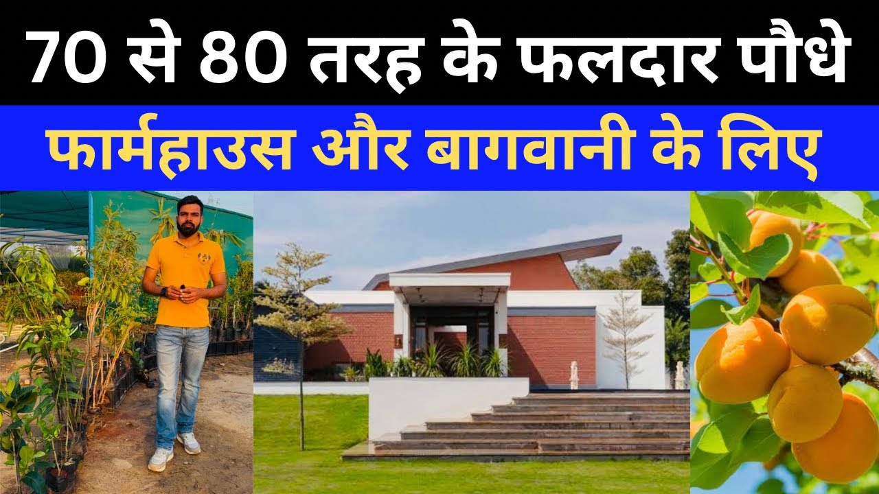 Jai hind Nursery पर फलदार पौधे 🍎