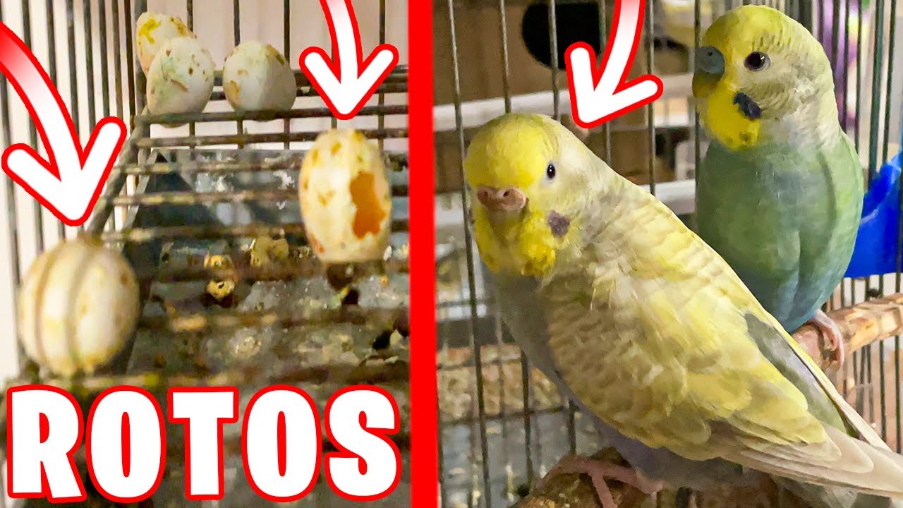 MI HEMBRA DE PERIQUITO TIRA LOS HUEVOS DEL NIDO