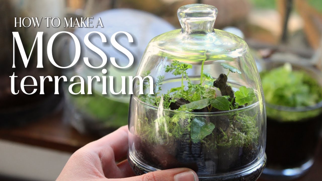 How to make a moss terrarium | Beginner Friendly