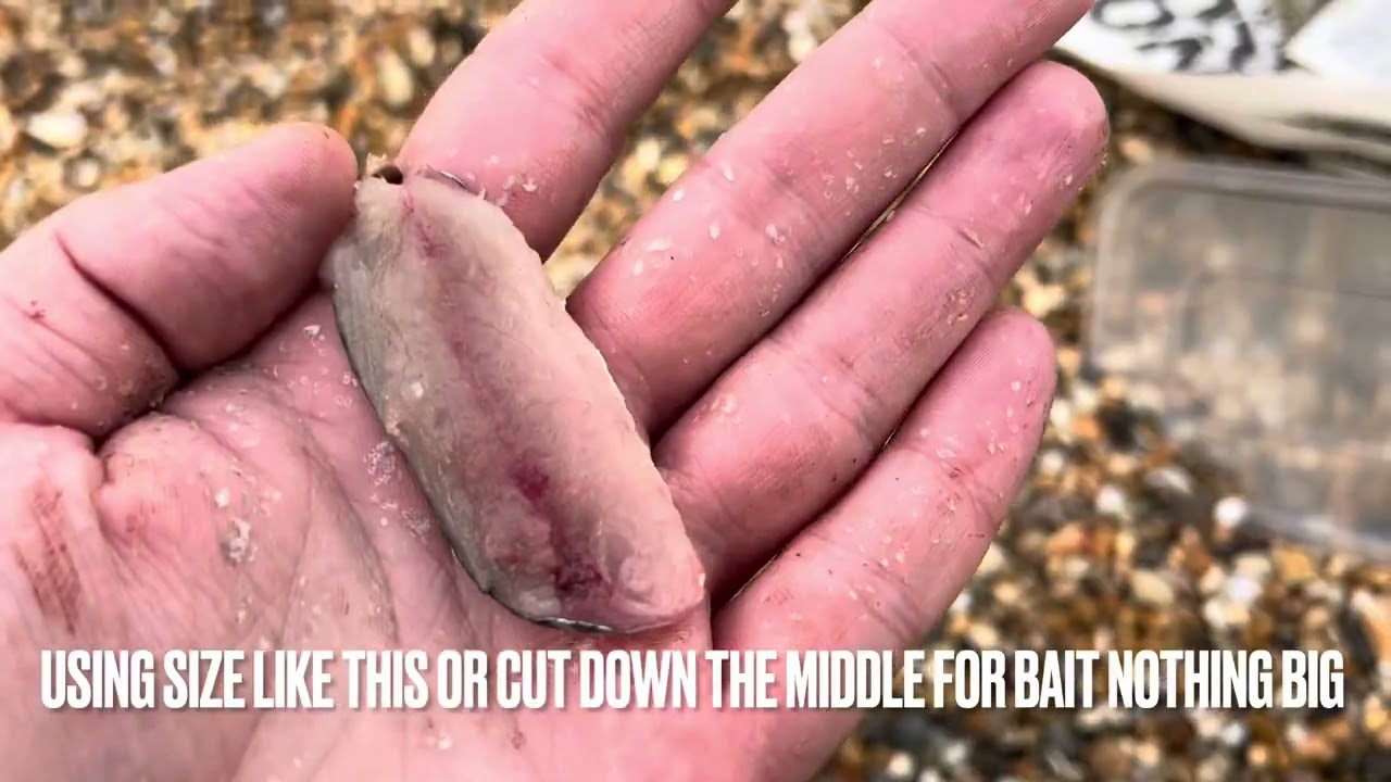 Chesil Beach Sea Fishing West Bexington 17.10.23 🐟🐟🐟