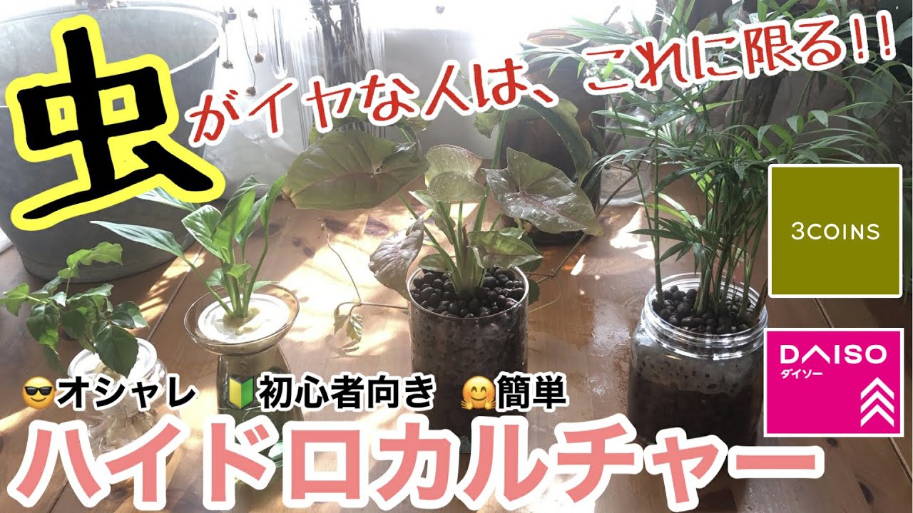 【観葉植物】虫がわくのがイヤー‼️なら、絶対観てね🤗 / ぜ〜んぶ100均&300均で揃えられるよ♫ / オシャレな栽培方法「ハイドロカルチャー」って何？/ 管理方法まで徹底解説【インテリア】