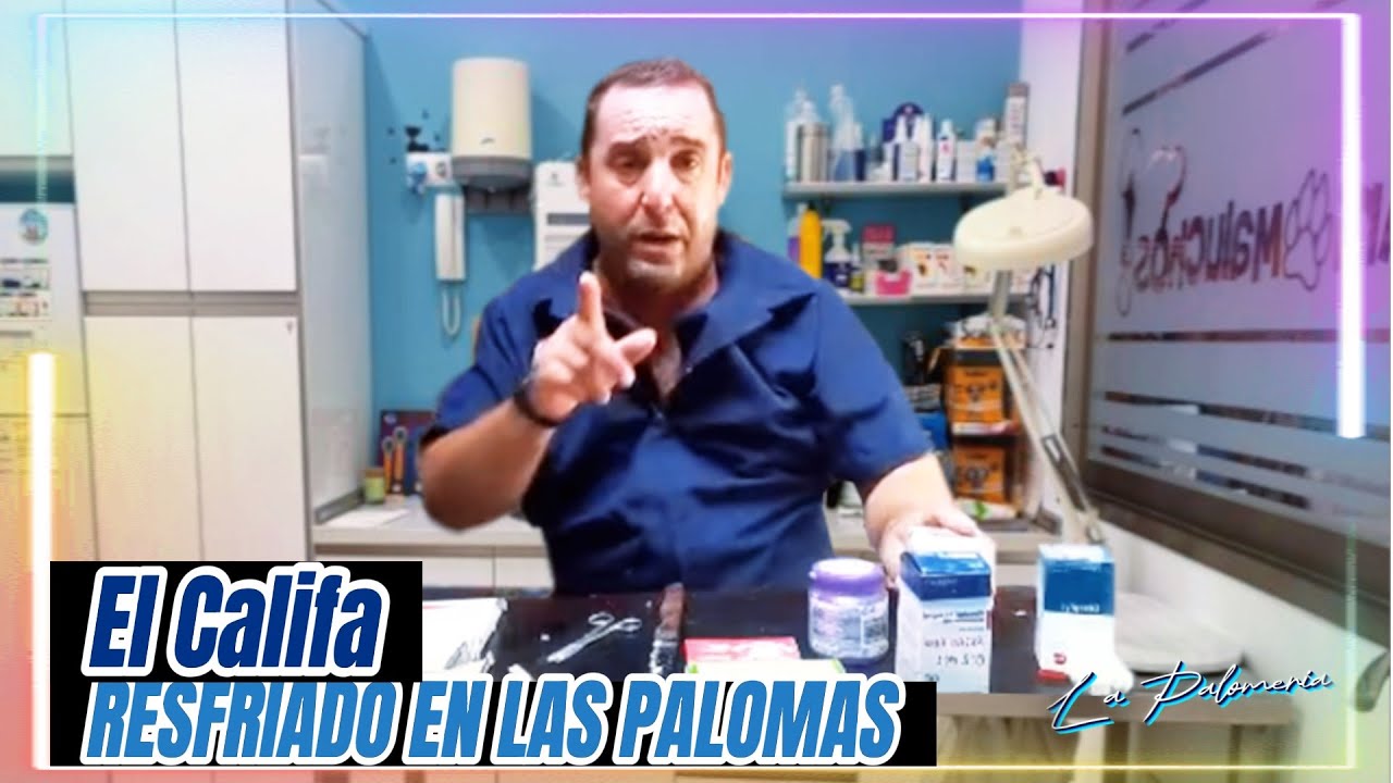 Secretos del Califa para cuidar el Resfriados en sus palomas