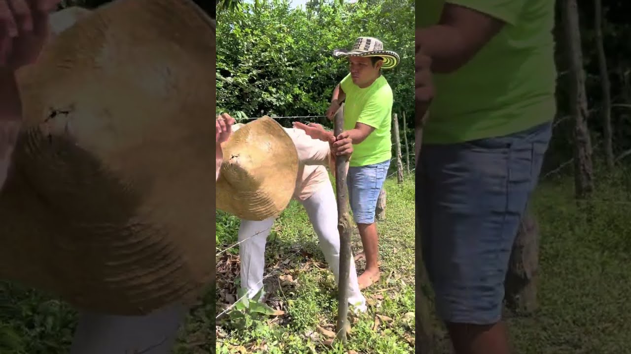 El sabanero el chirry y el viejo rab4ndo gallinas en finca ajena