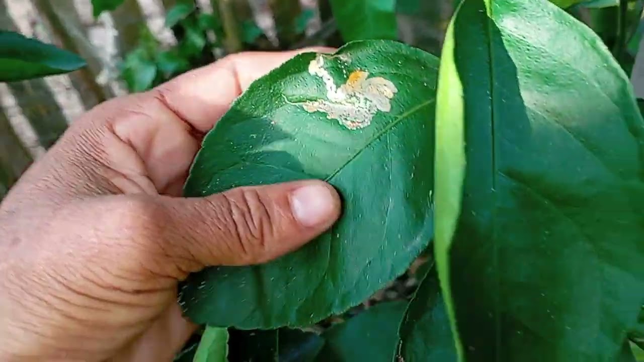 Passei óleo de neem nas frutíferas 🪴🌾🙏🏻