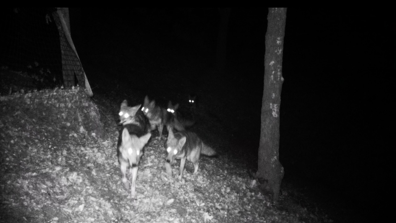 Update, Coyotes February 2026  Bay Area Wildlife Corridor