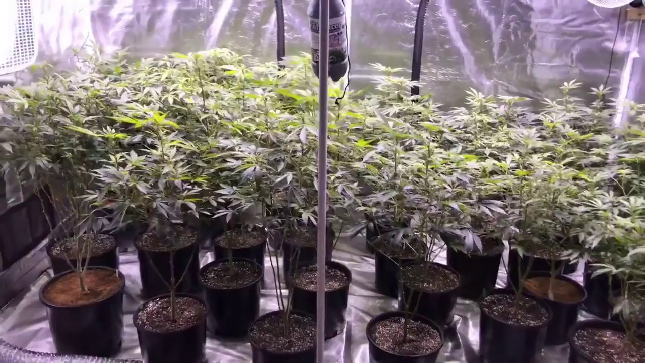 Scrog McFarm Season 02 Ep 11 The Gorilla Grow Tent Grow Series w/ The Enhancer  CO2