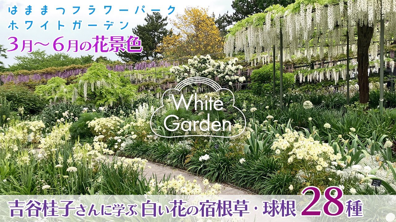 憧れのホワイトガーデンに没入！吉谷桂子さん厳選の季節別白い花の宿根草・球根28種の紹介＠はままつフラワーパーク【CC字幕付き】