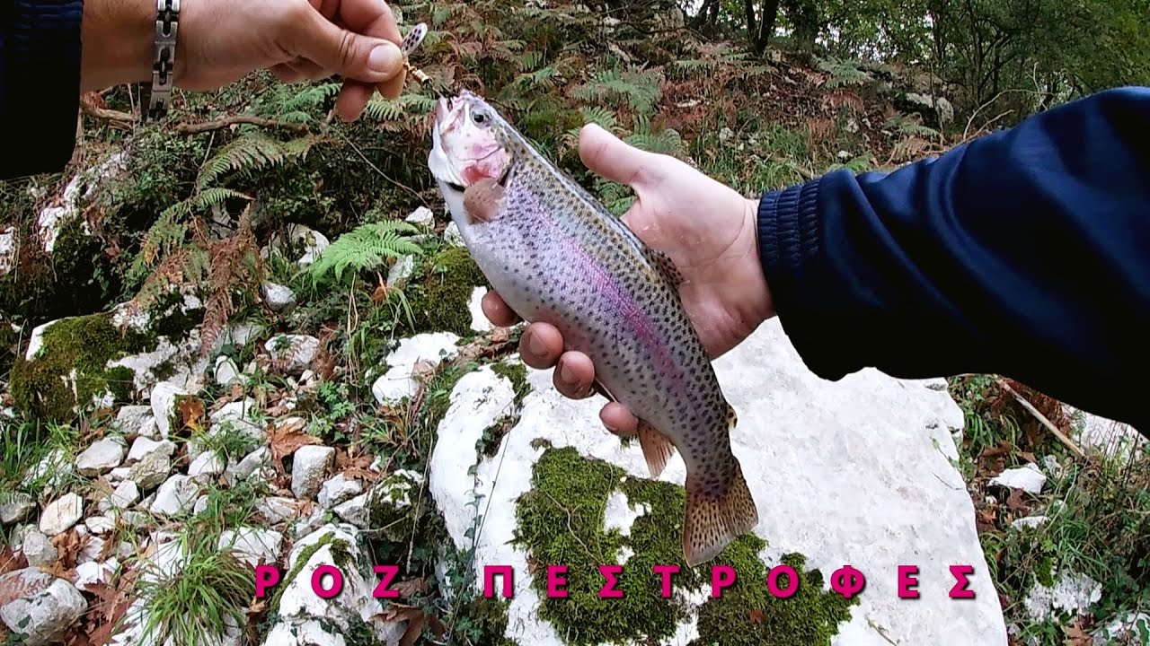 ψάρεμα πέστροφας/ροζ πέστροφες/fishing river sea/spin trout