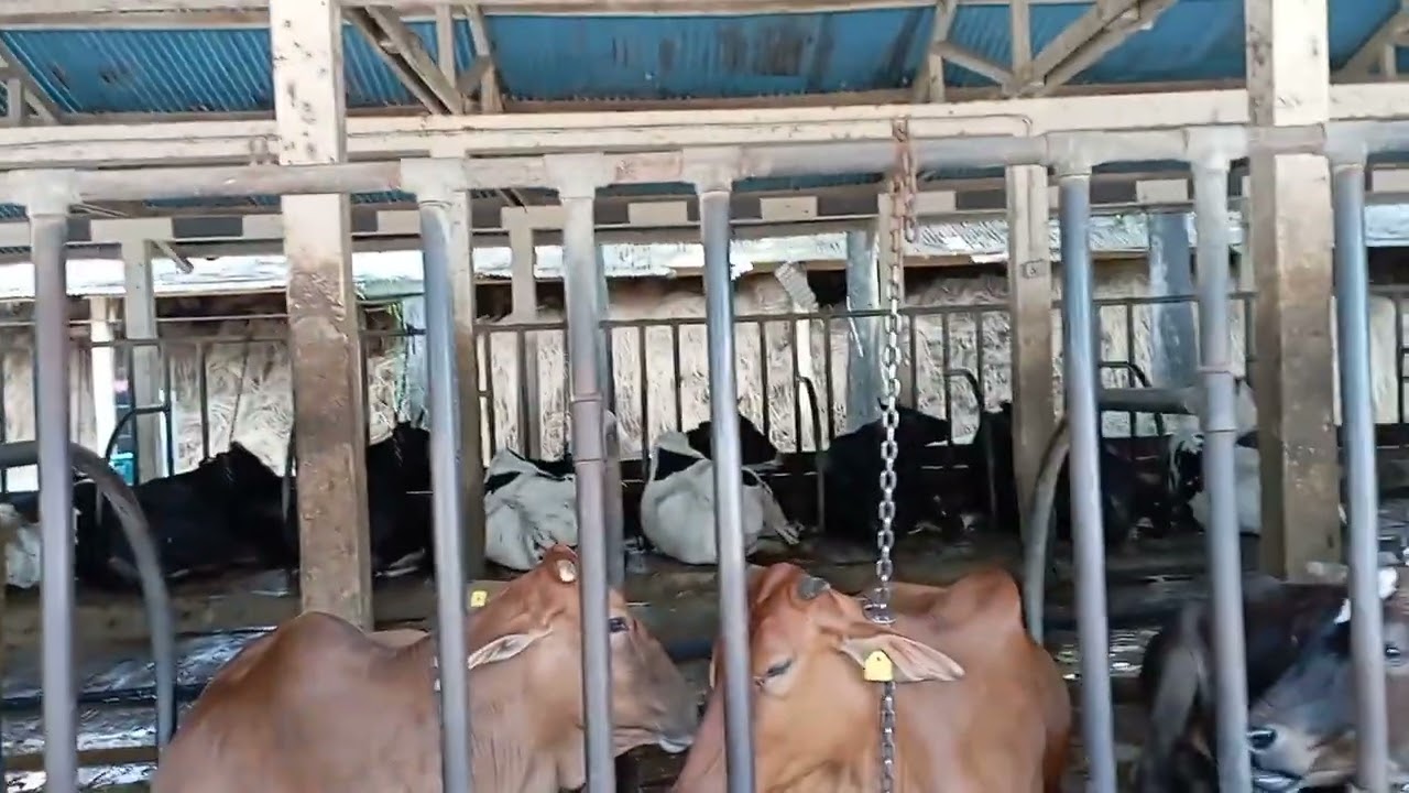 Central Cattle Breeding and Dairy Farm | Bangladesh