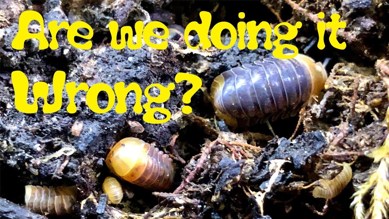Are we keeping ISOPODS the best way possible? Are we doing it wrong?