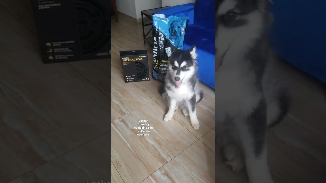 Laskan creciendo fuerte  con su  alimento  Canbo ..🐺