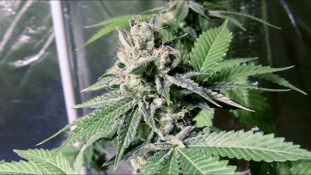 Garden Update DEC 2015 Tangerine Power