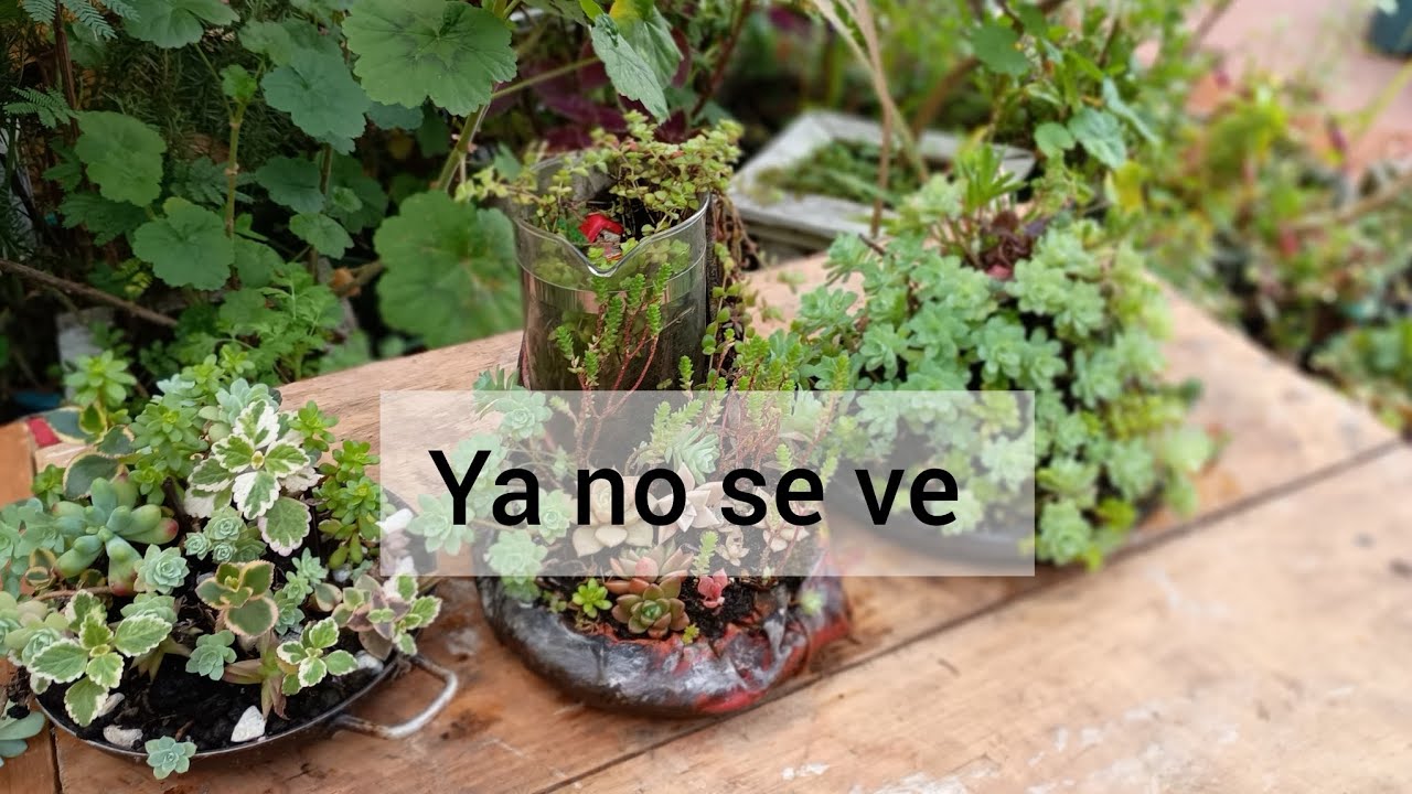 15 materas  recicladas con diferentes plantas 