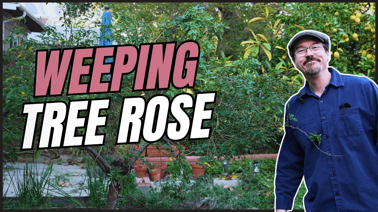 How to Prune a Weeping Tree Rose (China Doll Example)