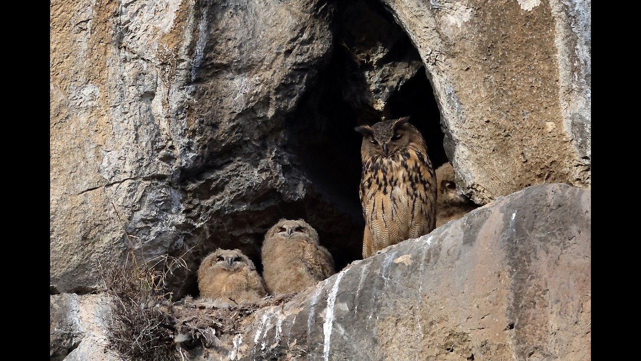 HIBOU GRAND-DUC