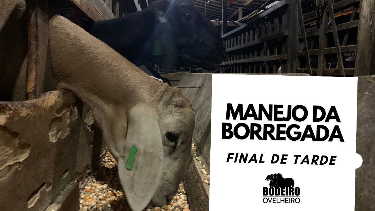 Manejo da Borregada no final da tarde