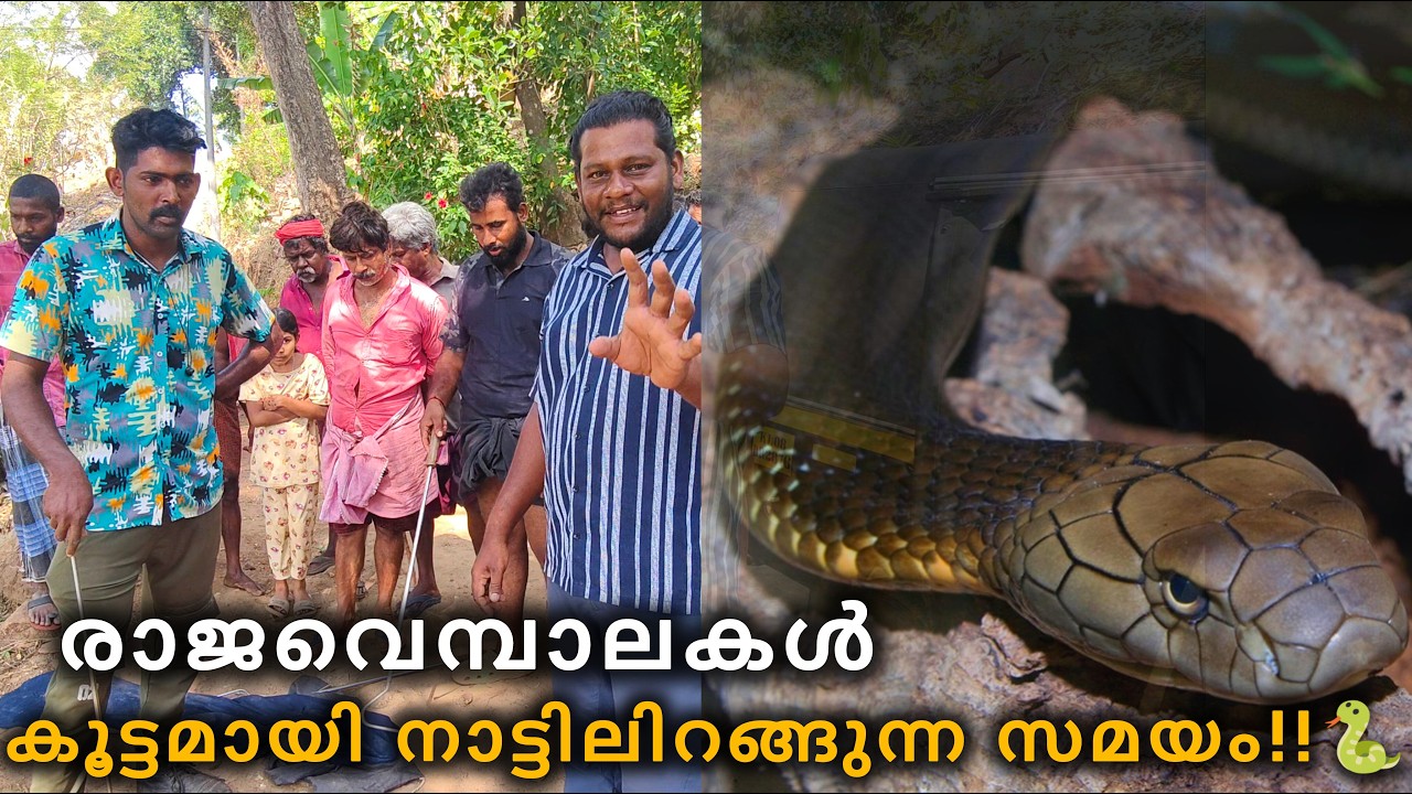 രാജവെമ്പാലകൾ കൂട്ടത്തോടെ നാട്ടിലേക്ക്!!🐍🔥 SNAKE MANIAC | SNAKE | KING COBRA | RESCUE