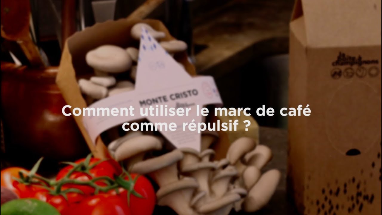 Le marc de café comme répulsif, oui mais contre quoi ?