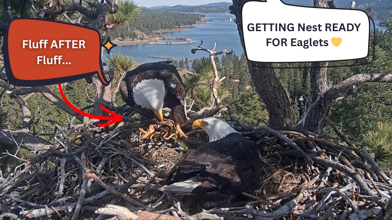 Jackie & Shadow Are Getting the Nest Perfect Before the Hatch | FOBBV Big Bear 2026