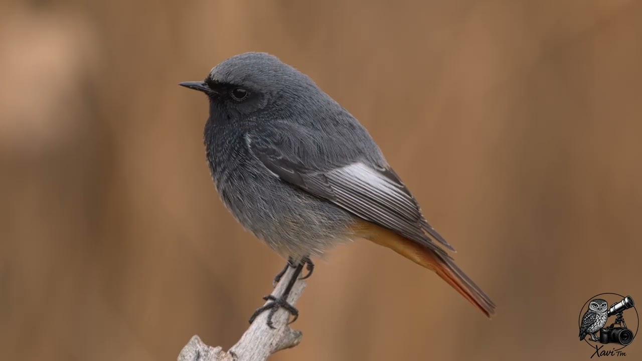 Cotxa fumada (Phoenicurus ochruros) Colirrojo tiz&oacute;n