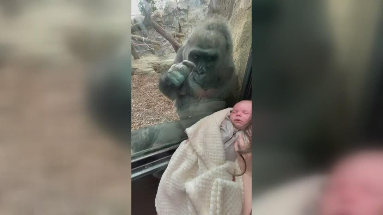 Молодая мама из штата Мэн нашла необычную связь с гориллой в бостонском зоопарке