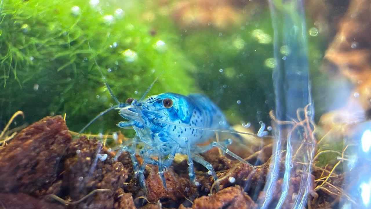 Blue Velvet Shrimp - Macro Shots