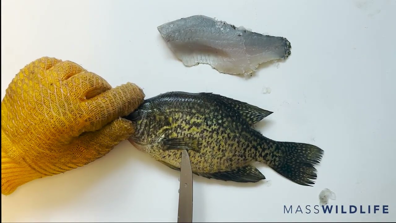How to Fillet a Sunfish