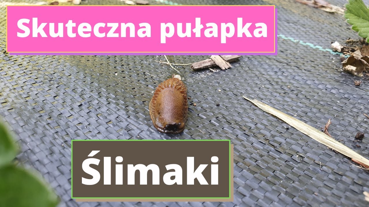 Ślimaki skuteczna pułapka