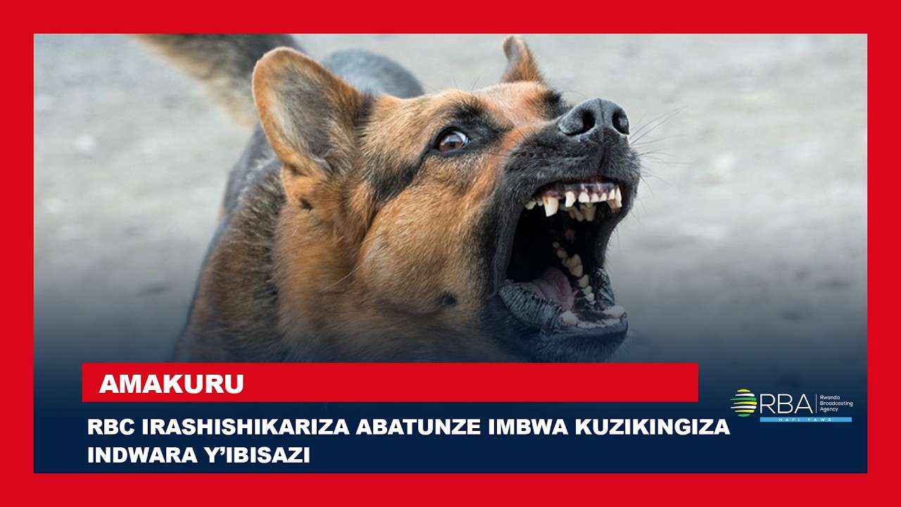 Huye: Abantu 300 barumwe n’imbwa | RBC irashishikariza abazitunze kuzikingiza indwara y’ibisazi