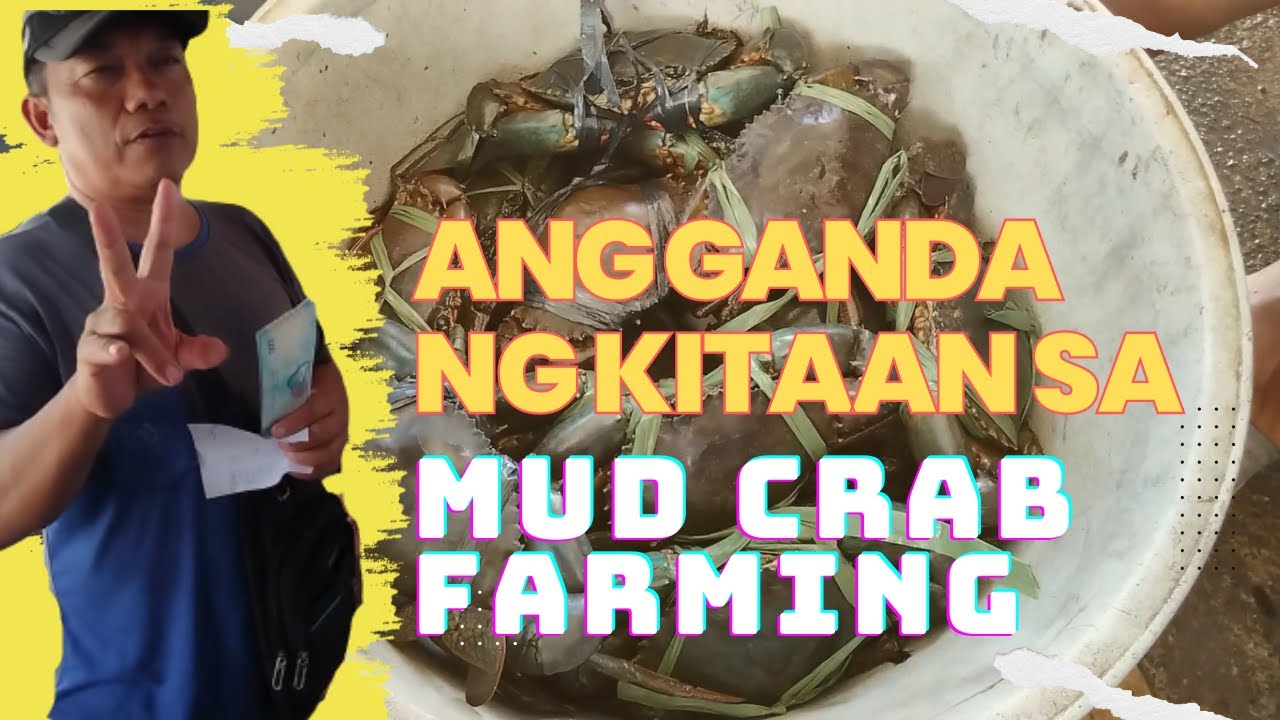 MUD CRAB FARMING PROFIT (AMAZING ROI)