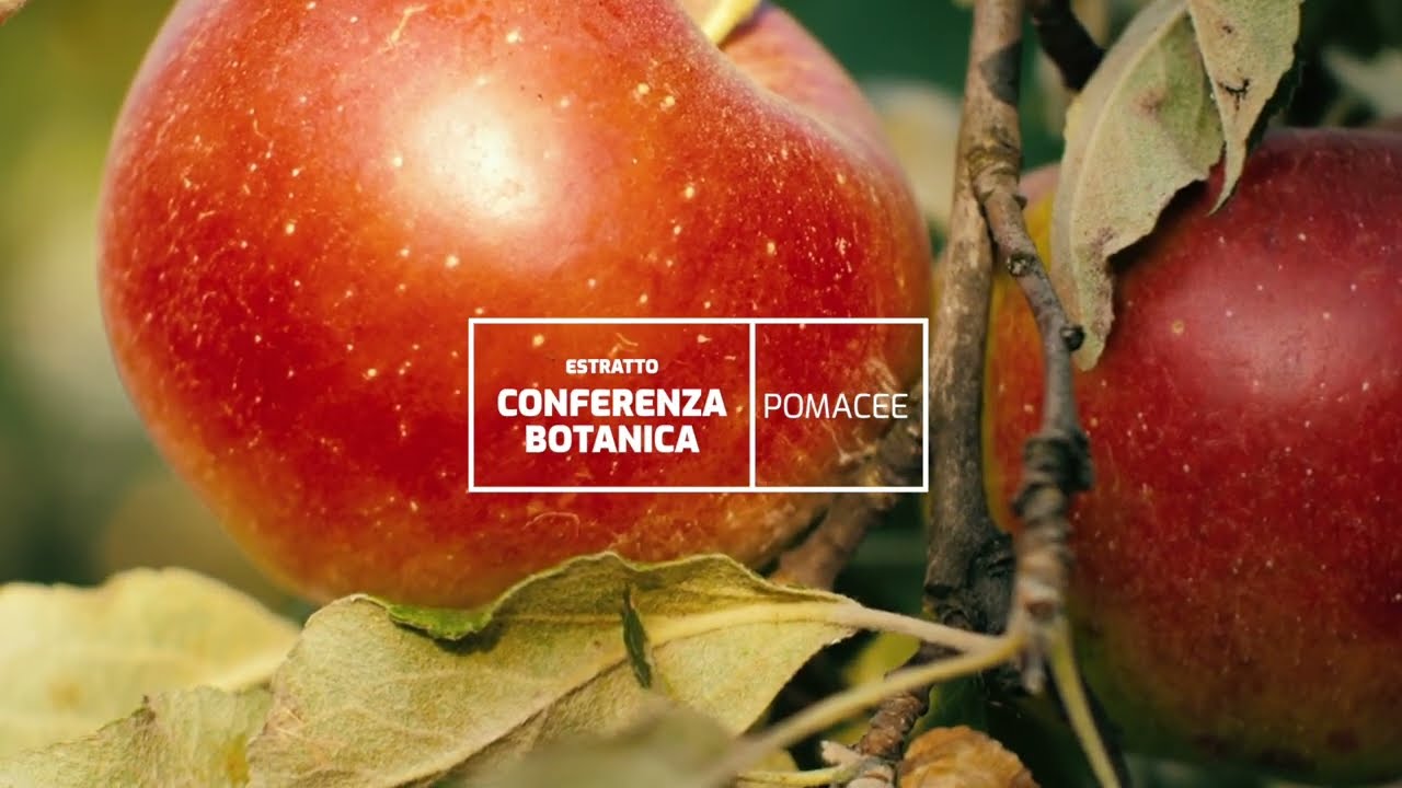 Le pomacee