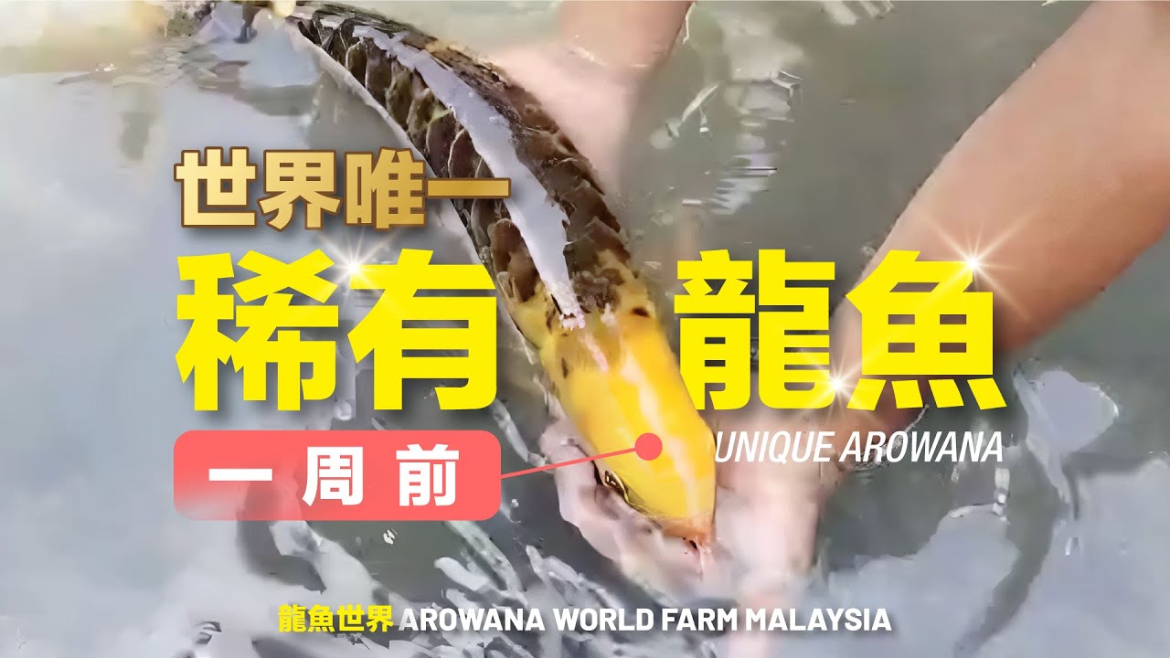 【售前一周】如何捕捉全球唯一稀有龙鱼？鱼池专访揭秘！植入晶片后如何呈报渔业局？【CityVege城市農夫】
