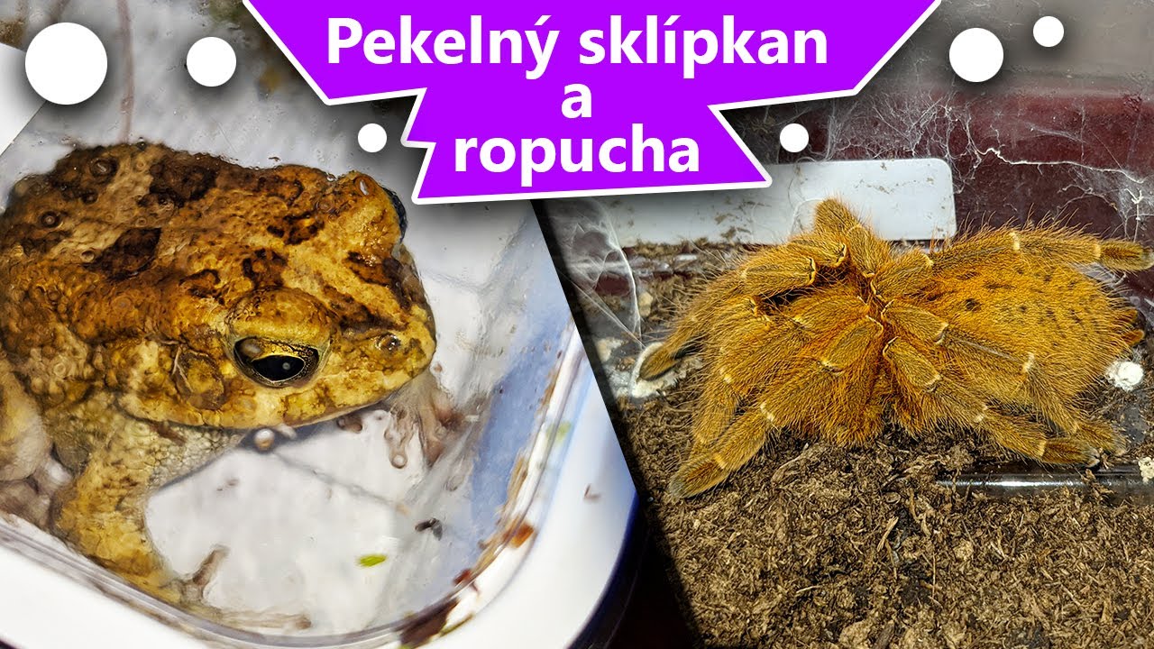 Obávaný sklípkan P. murinus a ropucha