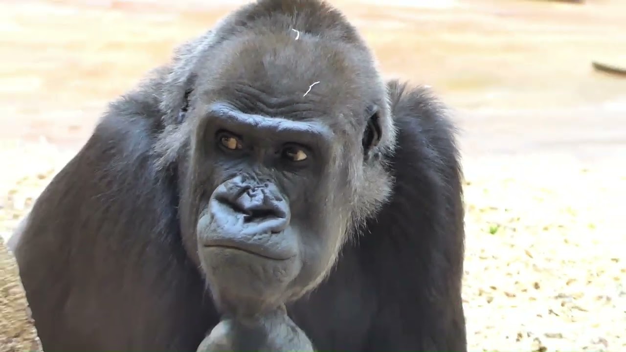 Kisumu a jeho dámy