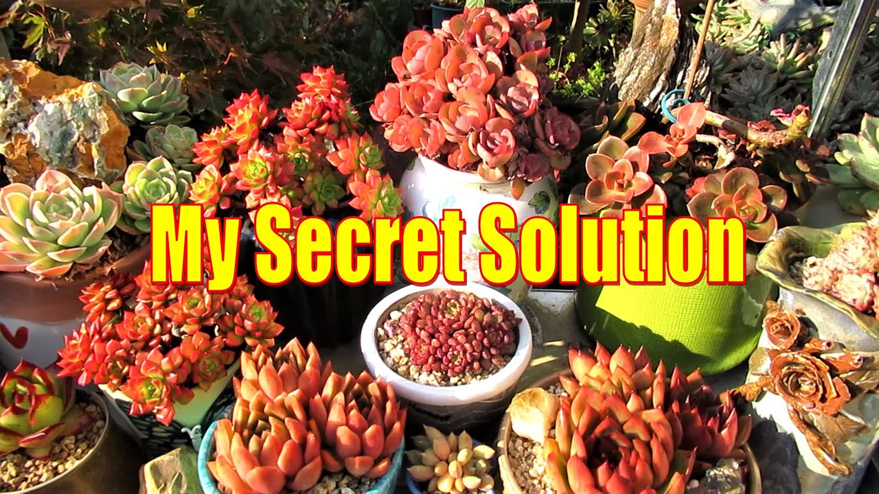 How to Grow Strong & Colorful SUCCULENTS  - Pest, Heat & Frost RESISTANT