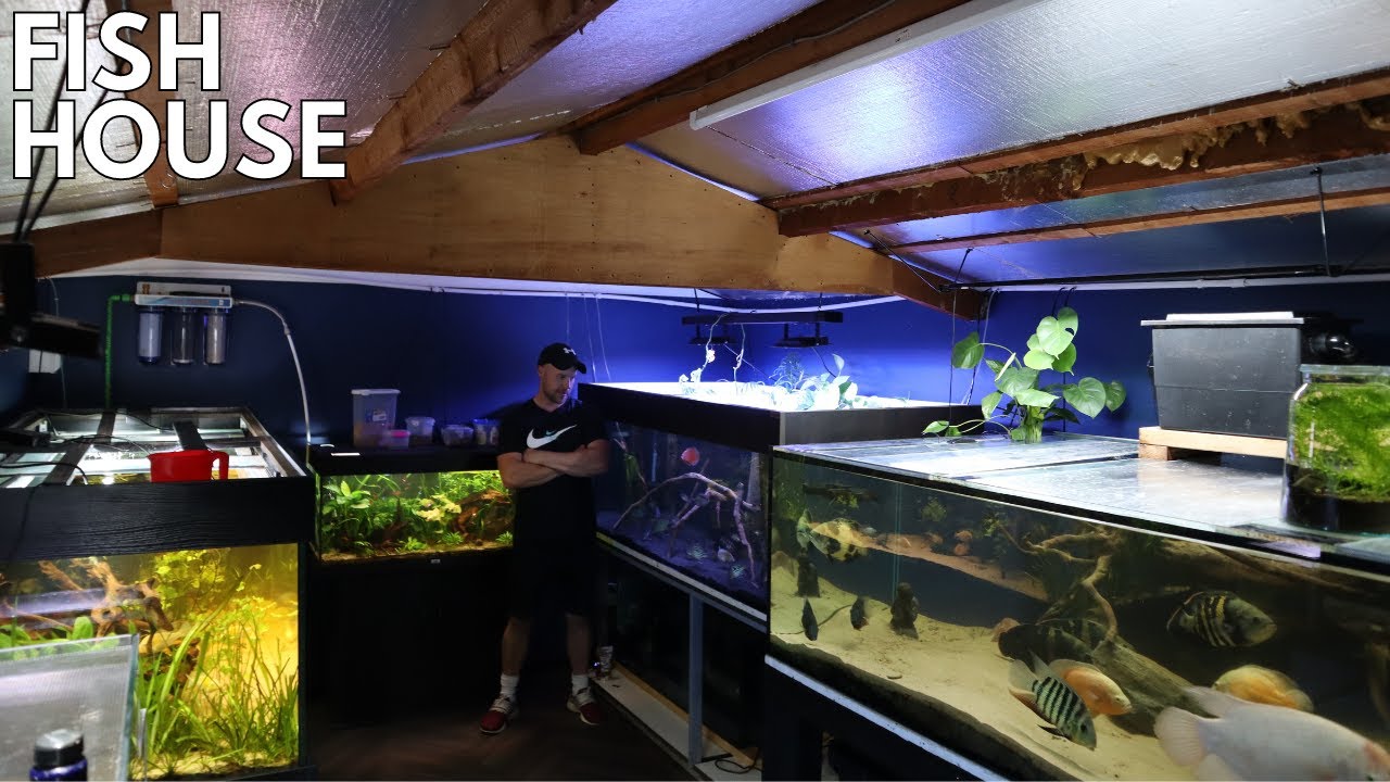 HUGE FISH ROOM TOUR gavins fish HOUSE