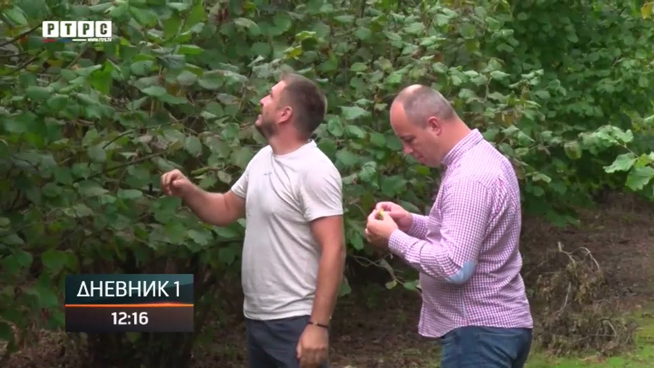 U Lijevče polju sve više zasada pod lješnikom