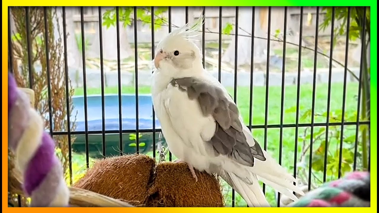 Bird Watching & Happy Tunes | The Bird Sanctuary | 2.5hrs of Songs