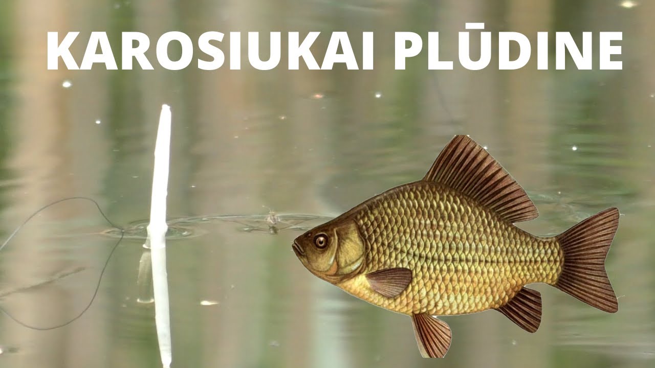 Karosiukų žvejyba plūdine meškere kūdroje