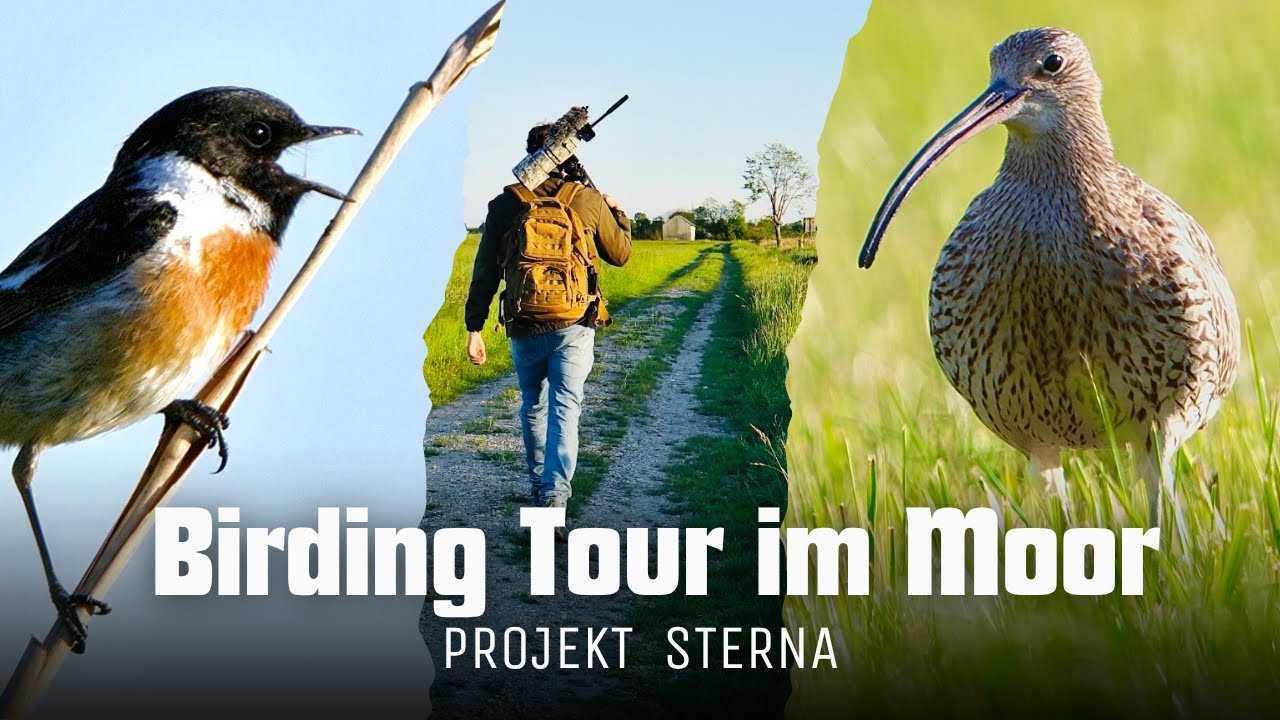 Schwarzkehlchen und Großer Brachvogel - Birding Tour im Moor | PROJEKT STERNA (04/12) | 4K