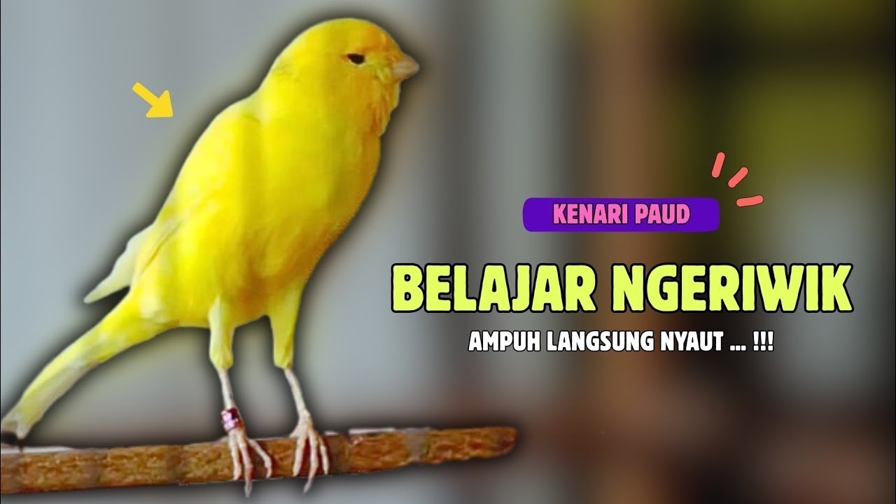 kenari gacor panjang buat pancingan kenari paud belajar bunyi agar NYAUT