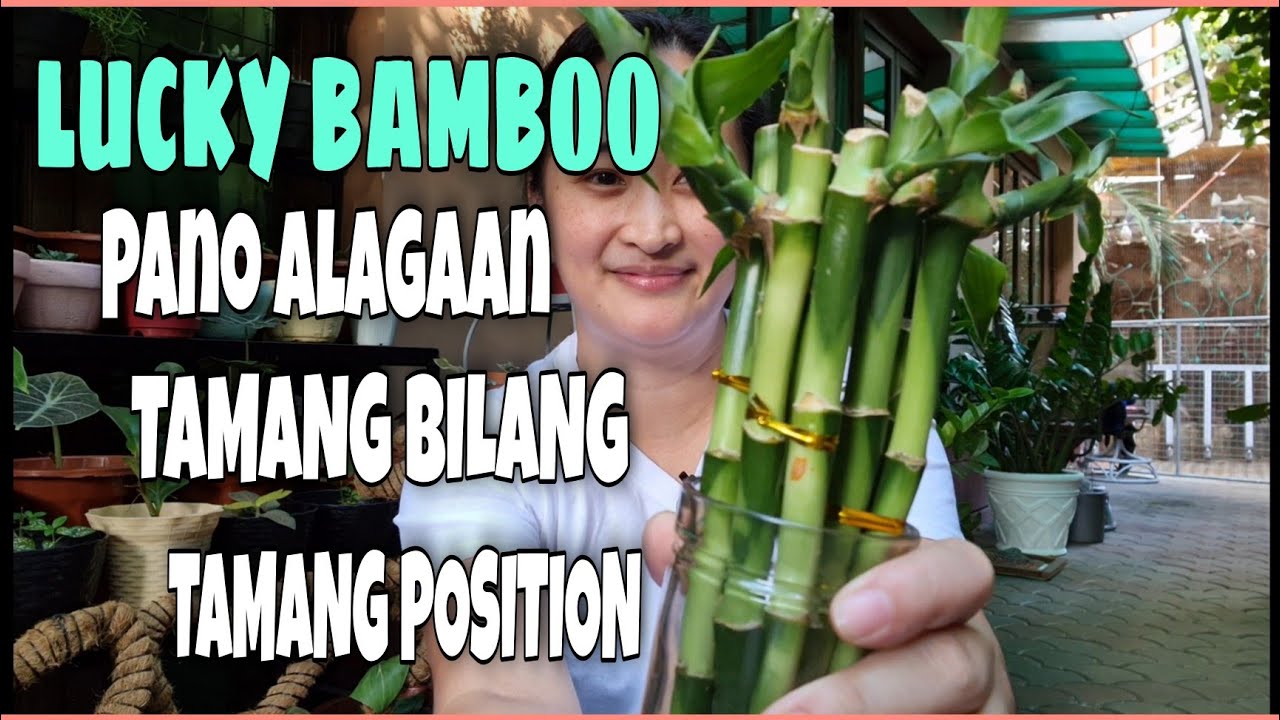 LUCKY BAMBOO: CARE TIPS, MEANING OF STALKS & IDEAL PLACE TO DISPLAY